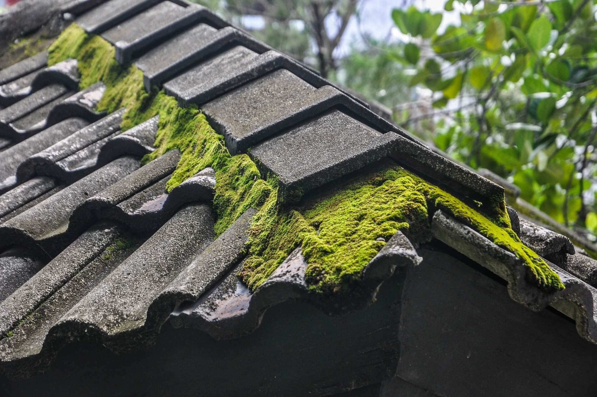Roof Moss Removal & Treatment on a UK home - photo 1
