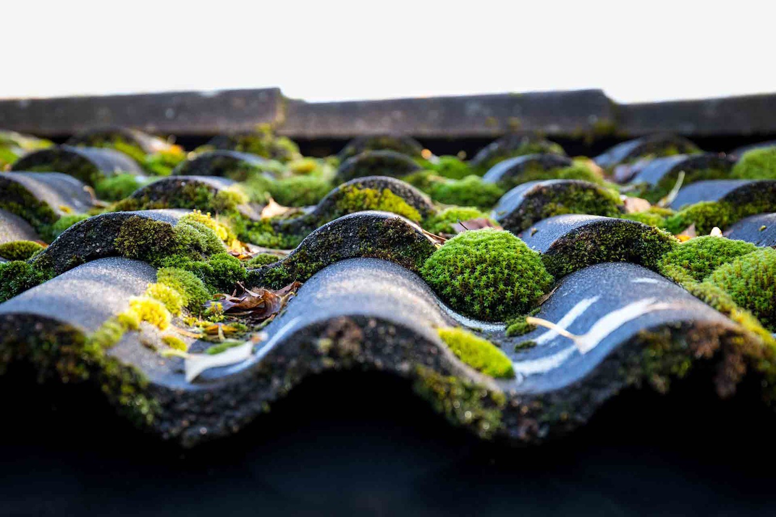 Roof Moss Removal & Treatment on a UK home - photo 2