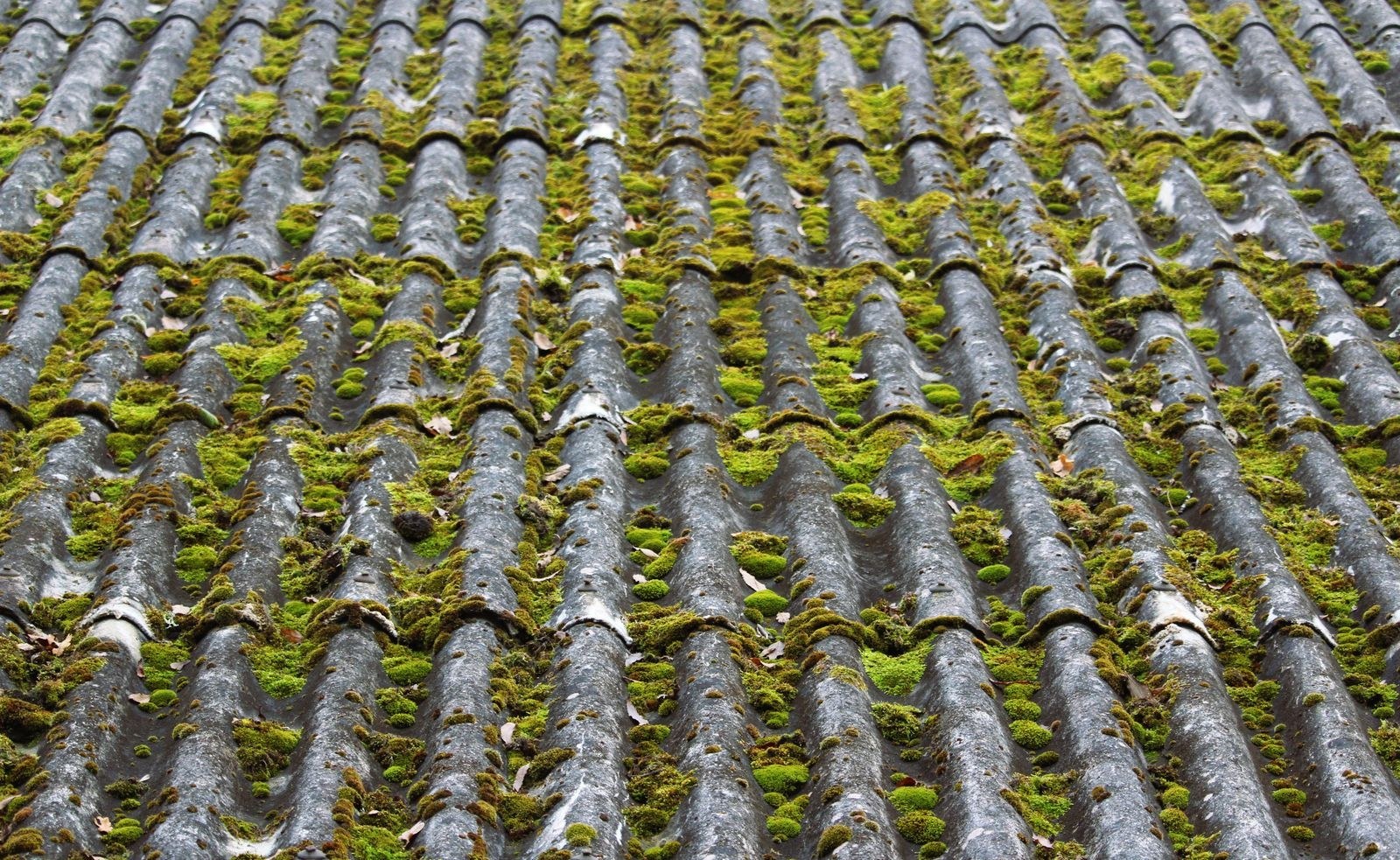 Roof Moss Removal & Treatment on a UK home - photo 4