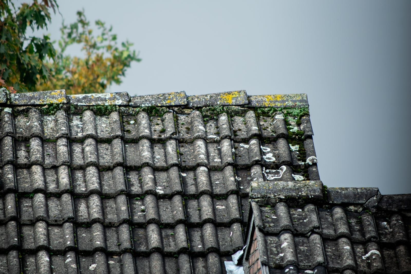 Roof Moss Removal & Treatment on a UK home - photo 5